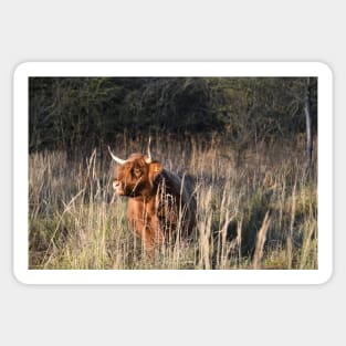 Highland Cattle / Swiss Artwork Photography Sticker